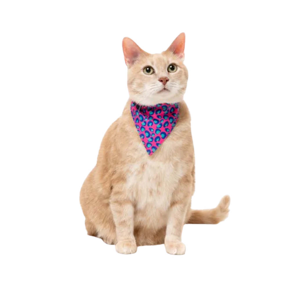 FuzzYard Cat Fashion Collar and Bandana Set Bubblegum