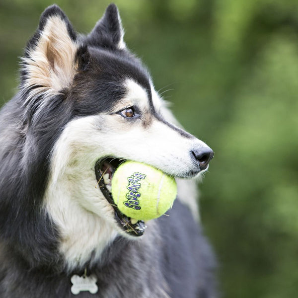KONG AirDog Squeakair Ball Single Durable Toy